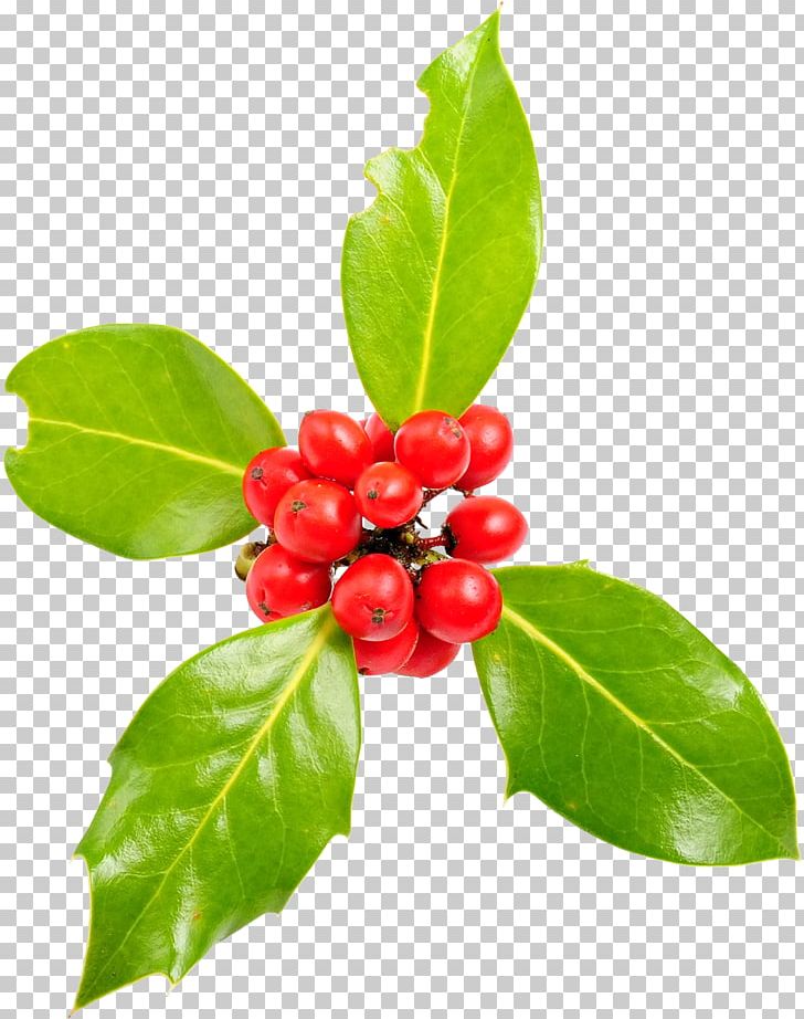 Common Holly Aquifoliales Graphical User Interface Viscum Album PNG, Clipart, Acerola Family, Aquifoliaceae, Fruit, Graphical User Interface, Interface Free PNG Download