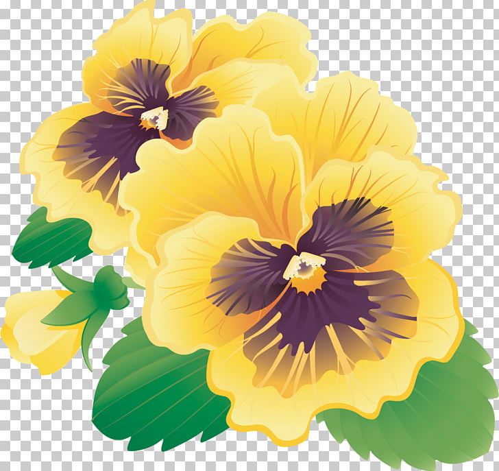 Pansy PNG, Clipart, Annual Plant, Baner, Drawing, Encapsulated Postscript, Flower Free PNG Download