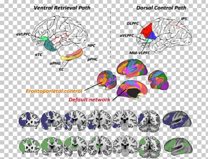 Ventrolateral Prefrontal Cortex Cognition Functional Magnetic Resonance Imaging Brain PNG, Clipart, Body Jewelry, Brain, Cognition, Diagram, Executive Functions Free PNG Download