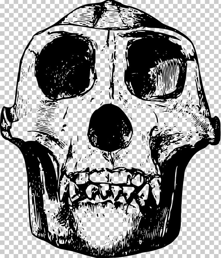 Western Gorilla Skull Orangutan PNG, Clipart, Black And White, Bone, Drawing, Fantasy, Fictional Character Free PNG Download