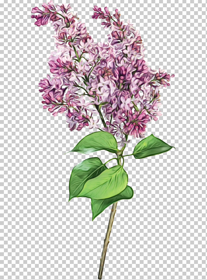 Flower Plant Lilac Lilac Cut Flowers PNG, Clipart, Cut Flowers, Flower, Lilac, Paint, Plant Free PNG Download