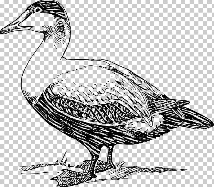 American Pekin Duck Goose Mallard Bird PNG, Clipart, American Pekin, Beak, Bird, Black And White, Cartoon Free PNG Download