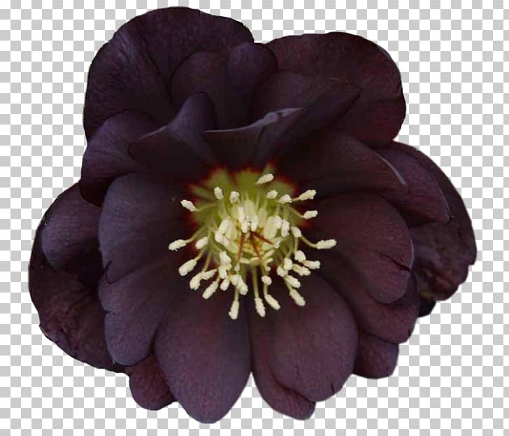 Helleborus Niger Helleborus Orientalis Double-flowered Garden PNG, Clipart, Blossom, Double, Flower, Flower Garden, Flowering Plant Free PNG Download