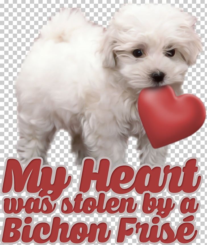 Maltese Dog Havanese Dog Bolognese Dog Bolonka Toy Poodle PNG, Clipart, Animals, Bichon, Bolognese, Bolognese Dog, Bolonka Free PNG Download