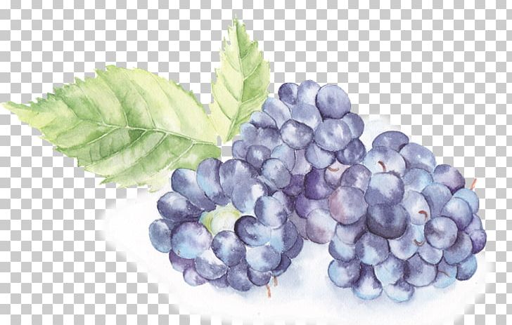 Watercolor Painting PNG, Clipart, Art, Berry, Bilberry, Blackberry, Blueberry Free PNG Download