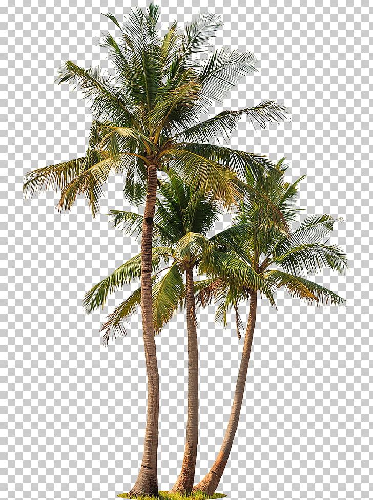 Asian Palmyra Palm Coconut Palm Trees Babassu Stock Photography PNG, Clipart, Arecales, Asian Palmyra Palm, Attalea Speciosa, Borassus Flabellifer, Can Stock Photo Free PNG Download