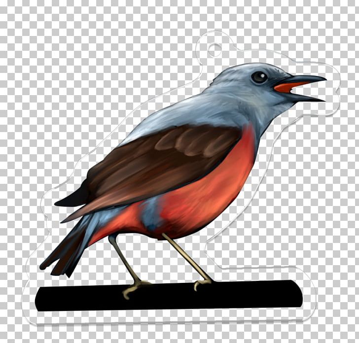 Beak Fauna Illustration Feather PNG, Clipart, Beak, Bird, C 2, Fauna, Fdf Free PNG Download