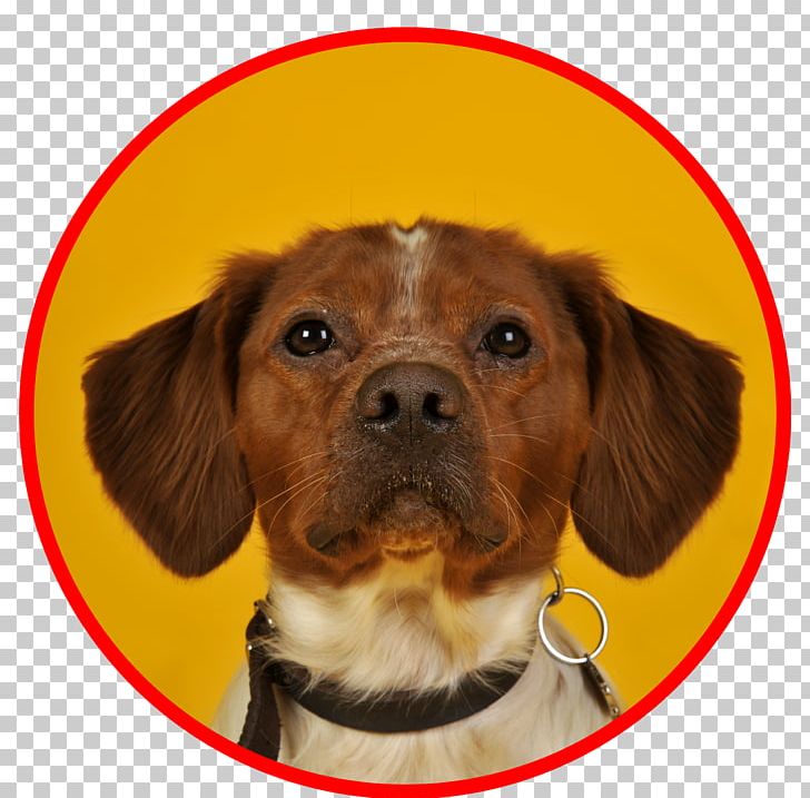 Dog Breed Brittany Dog Puppy Companion Dog Dalmatian Dog PNG, Clipart, Animal, Animals, Breed, Brittany Dog, Carnivoran Free PNG Download