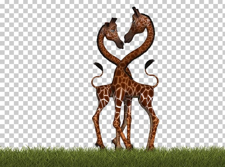 Northern Giraffe Mammal Pixabay Illustration PNG, Clipart, Animal, Animals, Euclid, Fauna, Funny Free PNG Download