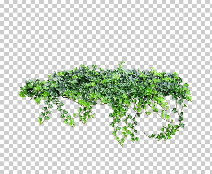 Portable Network Graphics Ivy Vine PNG, Clipart, Creeper, Data Compression, Grass, Groundcover, Herb Free PNG Download