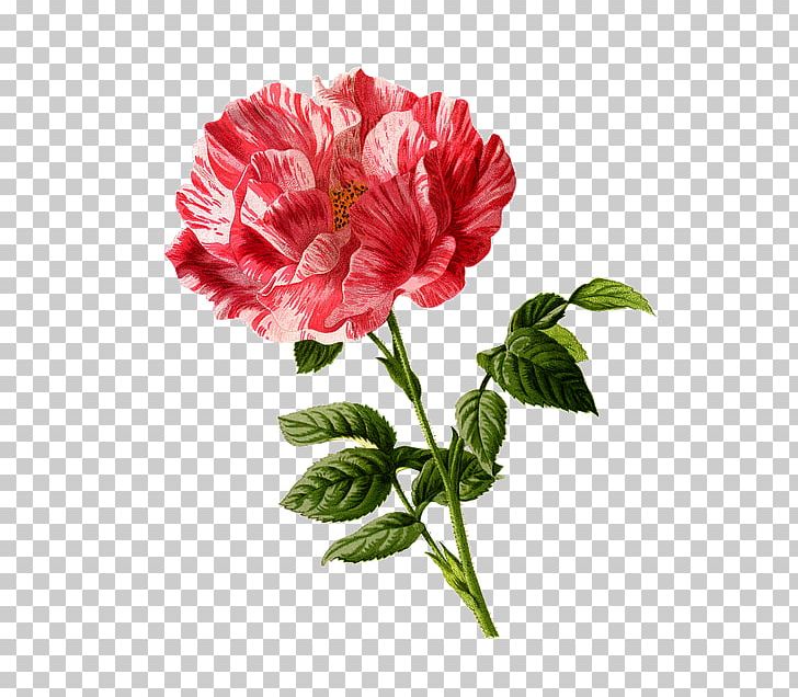 Rose Flower PNG, Clipart, Annual Plant, Art, Canvas, Carnation, China Rose Free PNG Download