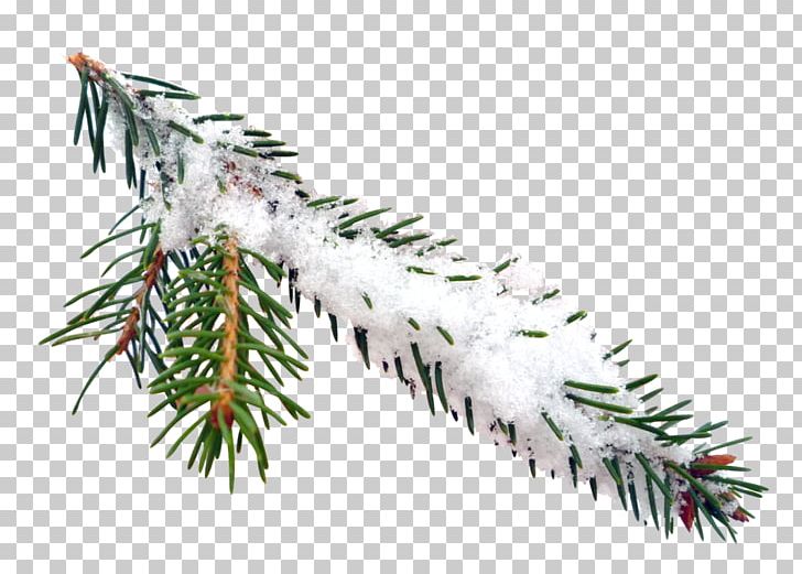 Spruce Tree PNG, Clipart, Branch, Conifer, Conifers, Fir, Nature Free PNG Download
