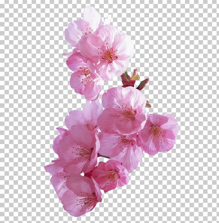 Flower Garden Flower Garden PNG, Clipart, Branch, Flower, Flower Garden, Garden, Malvales Free PNG Download