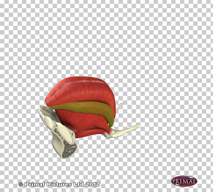 Fruit PNG, Clipart, Art, Fruit, Red Free PNG Download