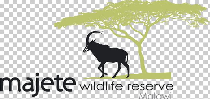Liwonde National Park Cattle Logo PNG, Clipart, African, African Parks, Cattle, Cattle Like Mammal, Cow Goat Family Free PNG Download