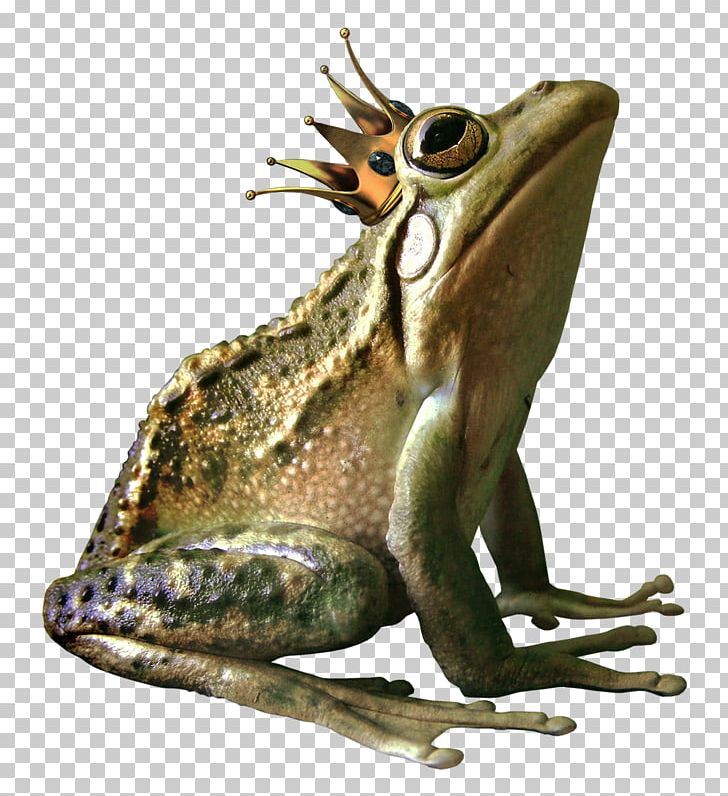 American Bullfrog Crown PNG, Clipart, American Bullfrog, Amphibian, Animal, Bullfrog, Crown Free PNG Download