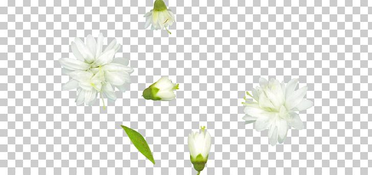 Cut Flowers Petal Bud Rose PNG, Clipart, Blossom, Bud, Cut Flowers, Daffodil, Flora Free PNG Download