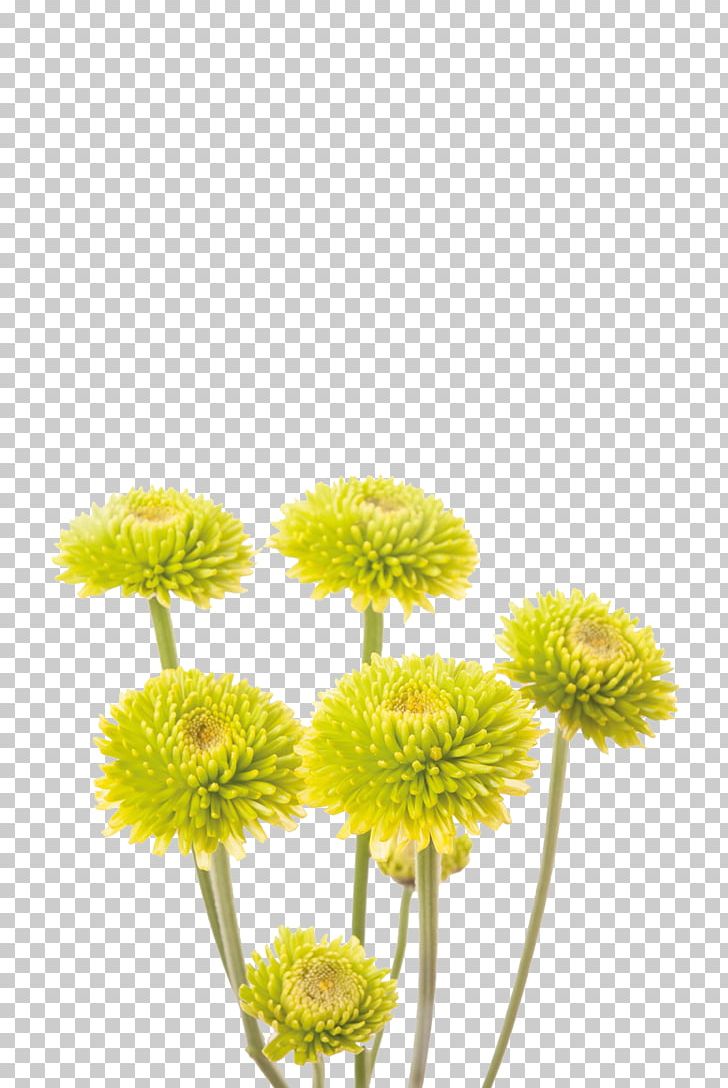 Kermit The Frog Chrysanthemum Cut Flowers Yellow PNG, Clipart, Arumlily, Chrysanthemum Chrysanthemum, Chrysanthemum Flowers, Chrysanthemums, Chrysanthemum Tea Free PNG Download