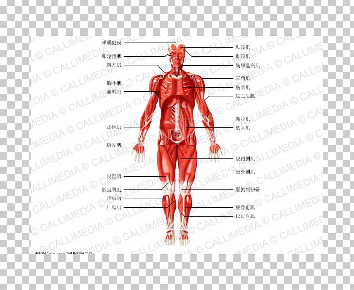 Muscle Homo Sapiens Anatomie Physiologie Human Anatomy Human Body PNG, Clipart, Anatomy, Arm, Blood Vessel, Body, Drawing Free PNG Download