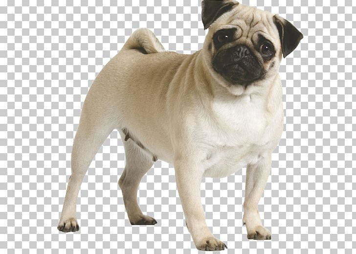 Pug Puppy Dog Breed Dog Toys PNG, Clipart, Animals, Breed, Canine Parvovirus, Carnivoran, Companion Dog Free PNG Download