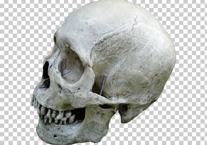 Human Skull Human Skeleton Bone PNG, Clipart, Bone, Chimpanzee, Fantasy, Good Place, Head Free PNG Download