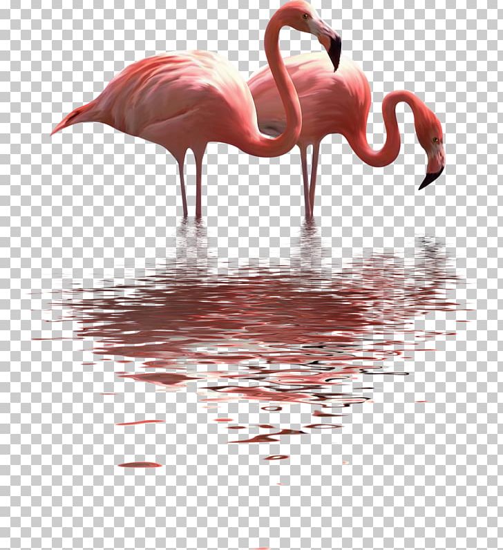 Portable Network Graphics PicsArt Photo Studio Sticker Flower PNG, Clipart, Beak, Bird, Desktop Wallpaper, Flamant, Flamingo Free PNG Download