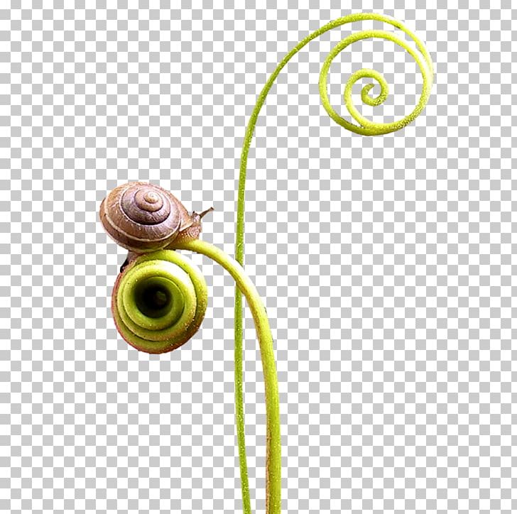Snail Spiral Seashell PNG, Clipart, Adobe Illustrator, Animals, Cartoon Snail, Centerblog, Circle Free PNG Download