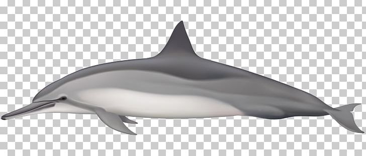 Spinner Dolphin Striped Dolphin Short-beaked Common Dolphin Common Bottlenose Dolphin Rough-toothed Dolphin PNG, Clipart, Cetacea, Clymene Dolphin, Fauna, Fin, Mammal Free PNG Download