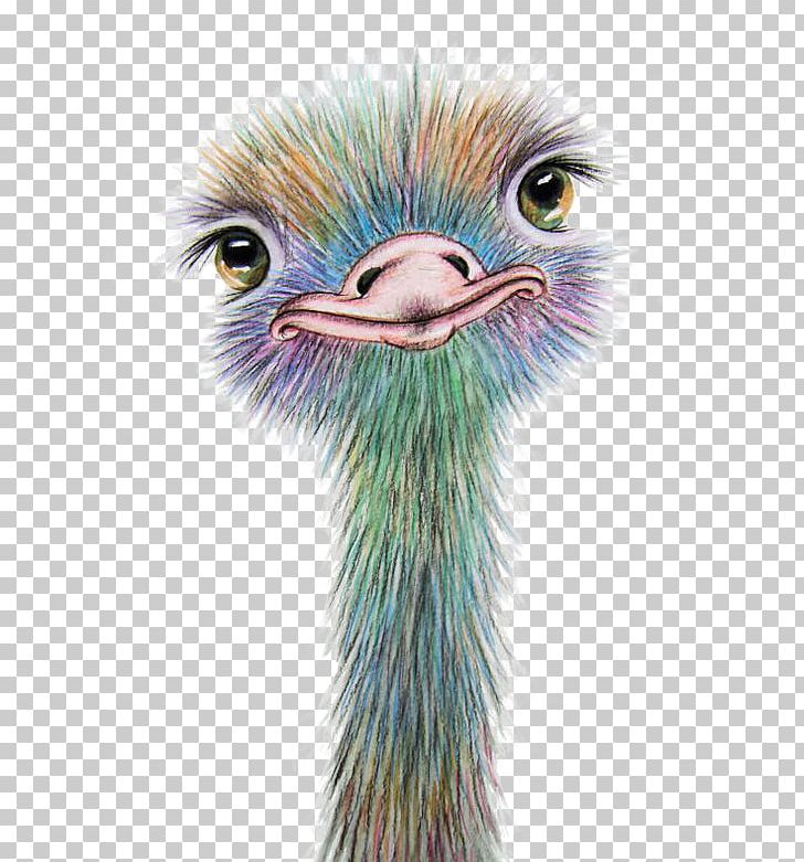 Watercolor Painting Art Drawing Common Ostrich PNG, Clipart, Animal, Animals, Art, Beak, Bird Free PNG Download