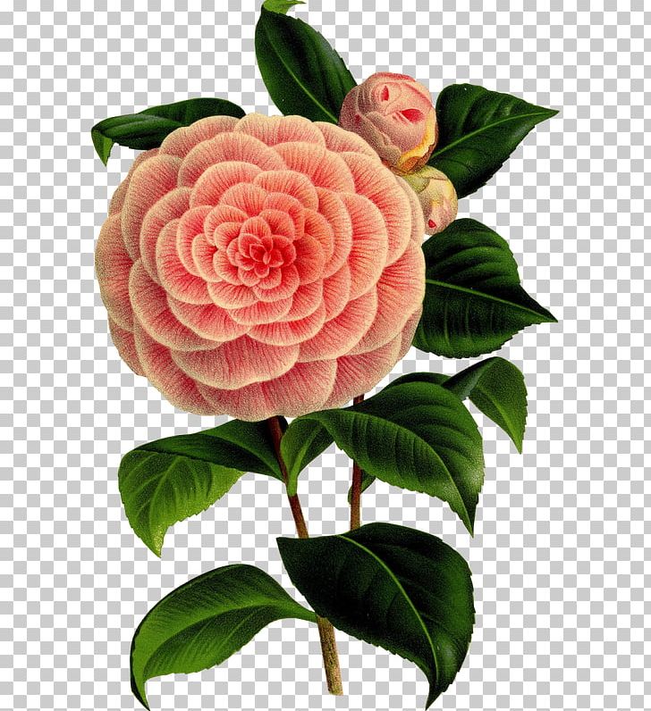 Camellia Flower Botany Art Floral Design PNG, Clipart, Antique, Art, Botanical Illustration, Botany, Camellia Free PNG Download