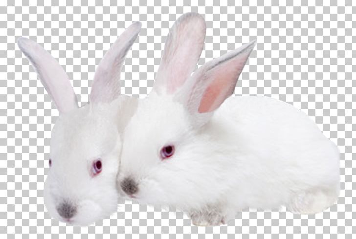 Hare Domestic Rabbit Mammal Animal PNG, Clipart, Animal, Animals, Bisou, Bleu, Domestic Rabbit Free PNG Download