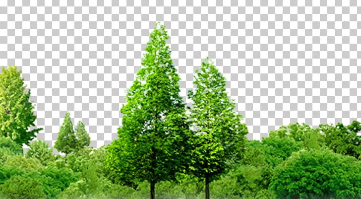 Jingzhou Southern Thailand Forest Tree PNG, Clipart, Biome, Branch, Chemical Element, Clips, Conifer Free PNG Download