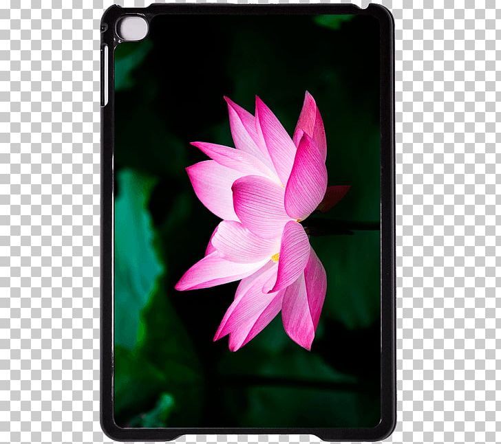 Nelumbo Nucifera Pink M Flora Big Box Art PNG, Clipart, Aquatic Plant, Big Box Art, Close Up Gmbh, Cutting Boards, Flora Free PNG Download