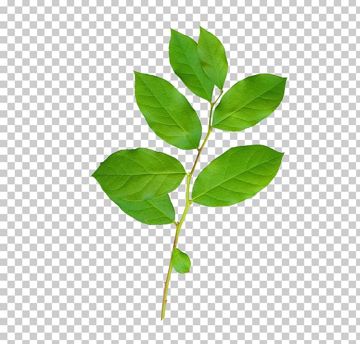 Twig Leaf Tree PNG, Clipart, Branch, Color, Download, Green, Herb Free PNG Download
