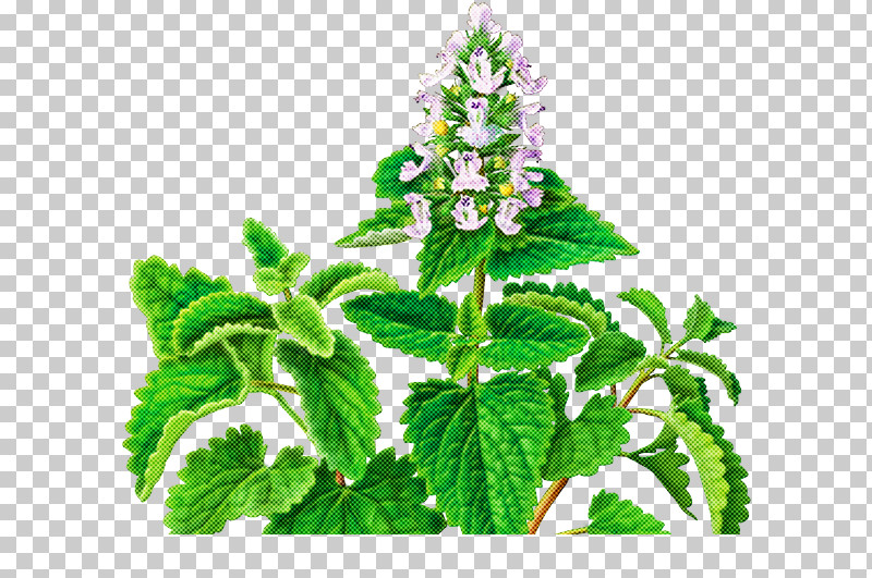Plant Flower Leaf Herb Peppermint PNG, Clipart, Betony, Flower, Herb, Leaf, Lemon Beebalm Free PNG Download