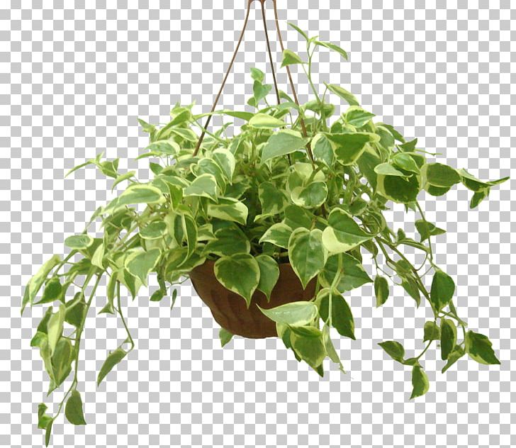 Houseplant Flowerpot Radiator Plants Ornamental Plant PNG, Clipart, Bio Garden, Branch, Cut Flowers, Flower, Flowerpot Free PNG Download