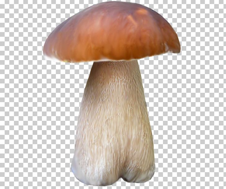 Pleurotus Eryngii Mushroom Brown Google S PNG, Clipart, Beautiful, Beautiful Mushrooms, Brown Background, Brown Dog, Brown Flower Free PNG Download