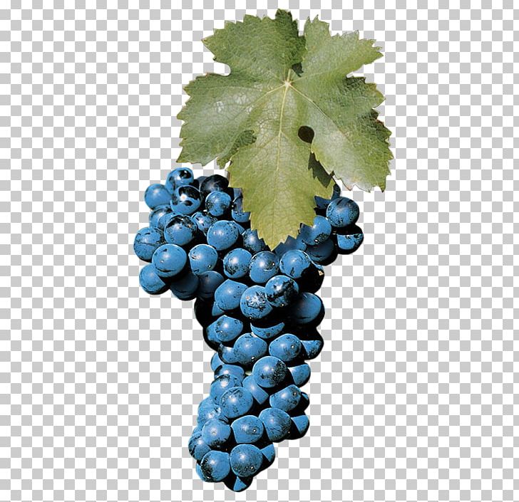 Sultana Aglianico Zinfandel Wine Müller-Thurgau PNG, Clipart, Aglianico, Ampelography, Bilberry, Common Grape Vine, Flowering Plant Free PNG Download