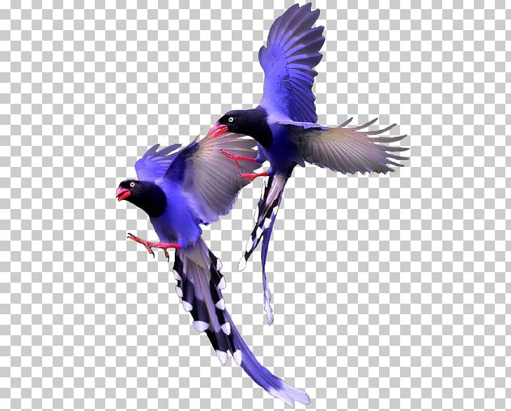 Bird Color Beak PNG, Clipart, 2016 Week 1, Animals, Beak, Bird, Black Free PNG Download