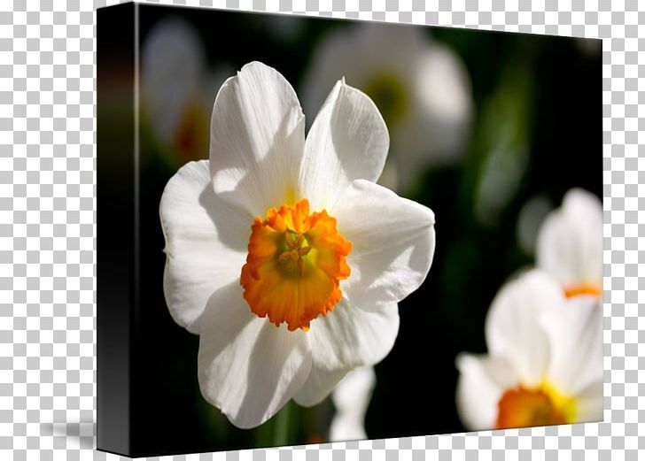Narcissus Sea Anemone Wildflower Herbaceous Plant PNG, Clipart, Amaryllis Family, Anemone, Daffodil, Flower, Flowering Plant Free PNG Download