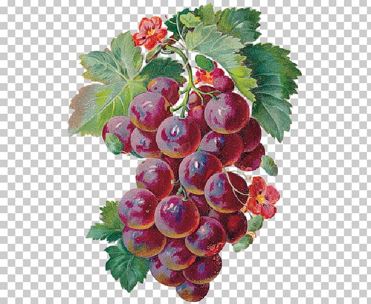 Wine Grape Merlot Animaatio PNG, Clipart, Animaatio, Animated Film, Berry, Boysenberry, Currant Free PNG Download