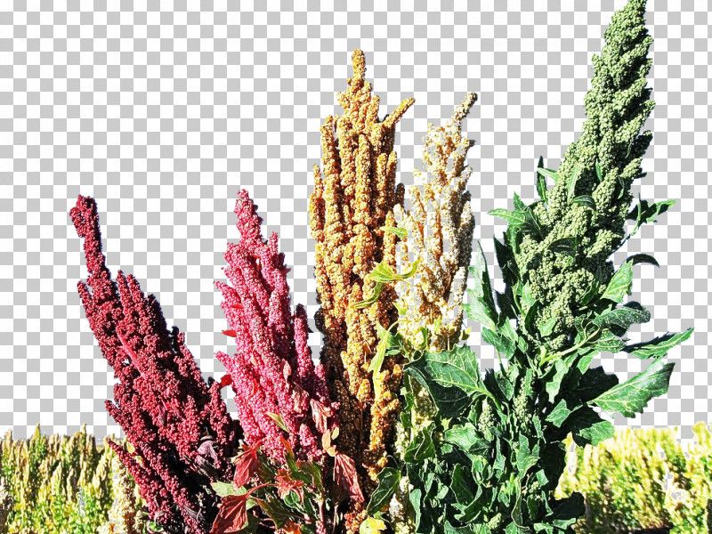 Plant Flower Amaranth Broomrape Purple Loosestrife PNG, Clipart, Amaranth, Amaranth Family, Amaranth Grain, Annual Plant, Broomrape Free PNG Download