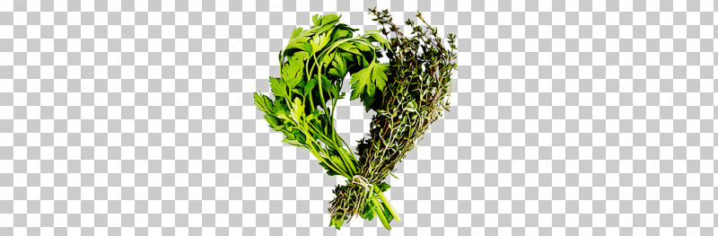 Plant Leaf Flower Grass Herb PNG, Clipart, Cut Flowers, Flower, Grass, Herb, Leaf Free PNG Download