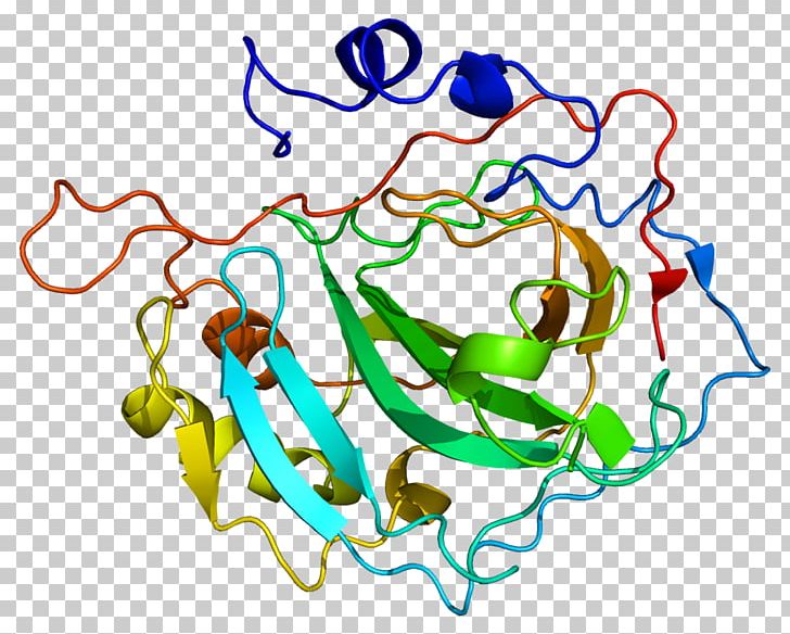 Carbonic Anhydrase II Protein Renal Tubular Acidosis Gene PNG, Clipart, Acetazolamide, Acidosis, Area, Art, Artwork Free PNG Download