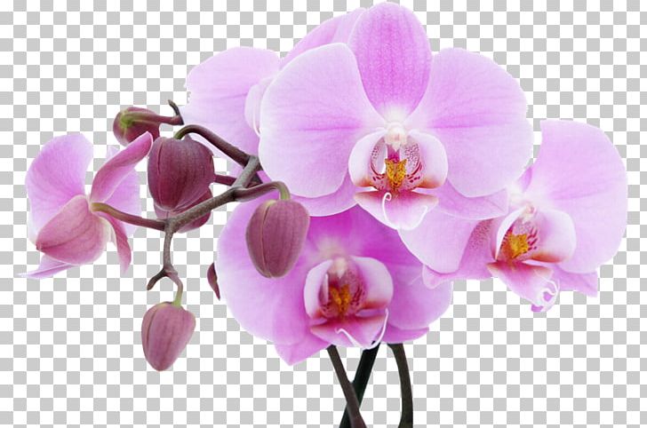 Fototapet Flower Orchids Lilac PNG, Clipart, Blossom, Branch, Color, Cut Flowers, Flower Free PNG Download