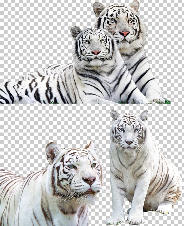 Tiger Jaguar Lion Felidae PNG, Clipart, Animal, Animals, Atlantic Bluefin Tuna, Big Cat, Big Cats Free PNG Download