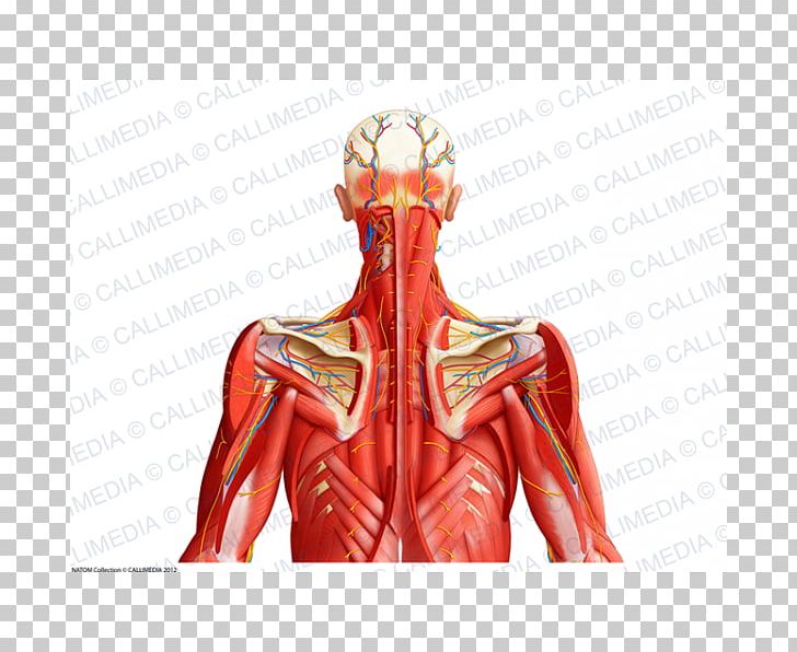 Aponeurosis Neck Muscle Human Body Blood Vessel PNG, Clipart, Abdomen, Anatomy, Aponeurosis, Arm, Finger Free PNG Download