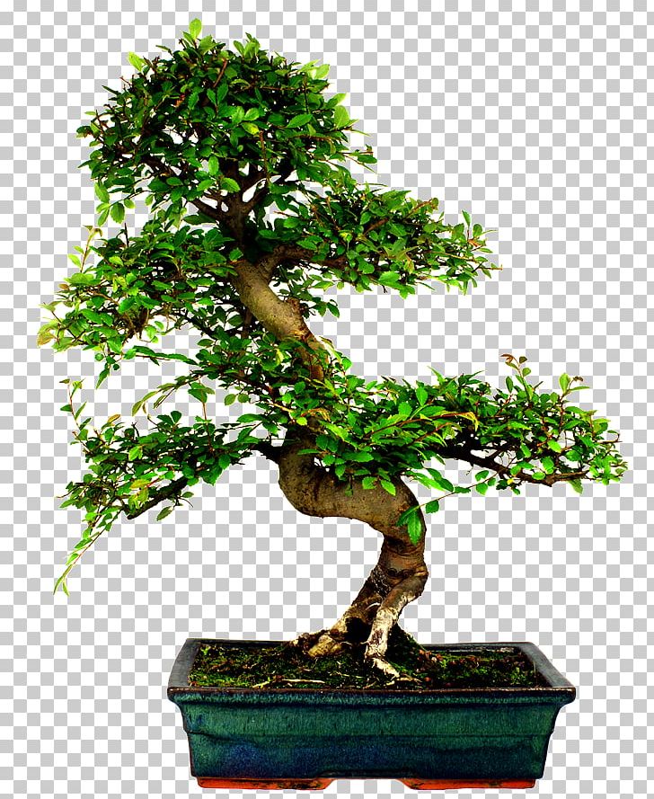 Chinese Elm Bonsai Tree Stock Photography Ulmus Davidiana Var. Japonica PNG, Clipart, Bonsai, Bonsai Tree, Branch, Chinese Elm, Elm Free PNG Download