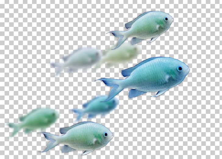 Fish Cat Marine Mammal PNG, Clipart, Animal, Animals, Biscuits, Bonne, Cat Free PNG Download