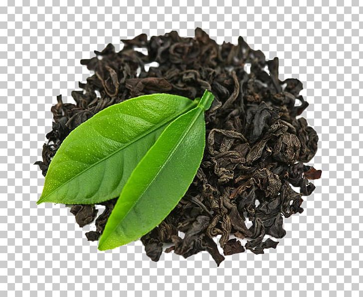 Green Tea Masala Chai Iranian Cuisine Herb PNG, Clipart, Ceylon Tea, Chun , Da Hong Pao, Darjeeling Tea, Dianhong Free PNG Download